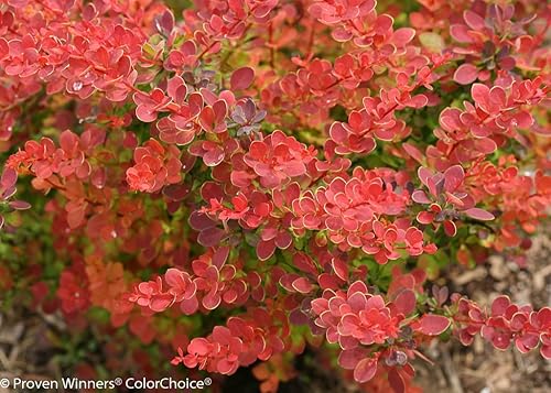 Miniatura 2 de SUNJOY Tangelo Berberis thunbergiii- Ganadores probados - Maceta de 4"