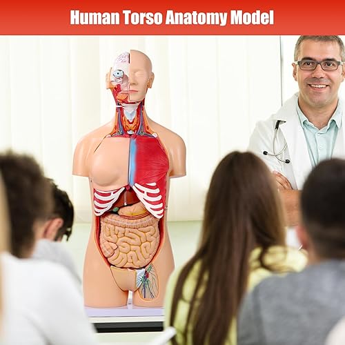 Miniatura 7 de SFXYJ Modelo de anatomía de torso humano de 33.4 pulgadas, doble sexo, 32 partes extraíbles de tamaño real con cabeza de corazón, cráneo, cerebro,