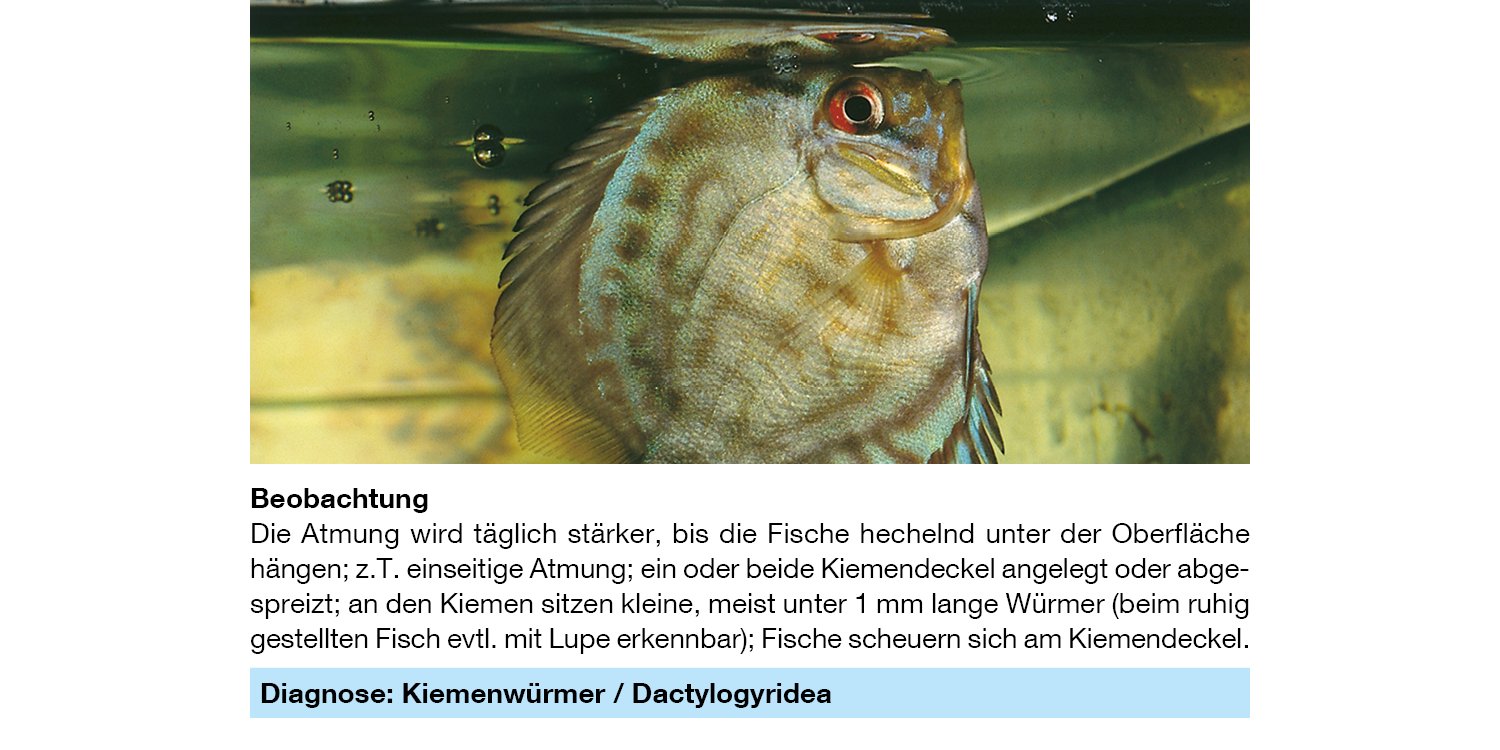 Sera Phyto med Tremazid 100 ml - Pflanzlicher Wasseraufbereiter gegen Haut- und Kiemenwürmer