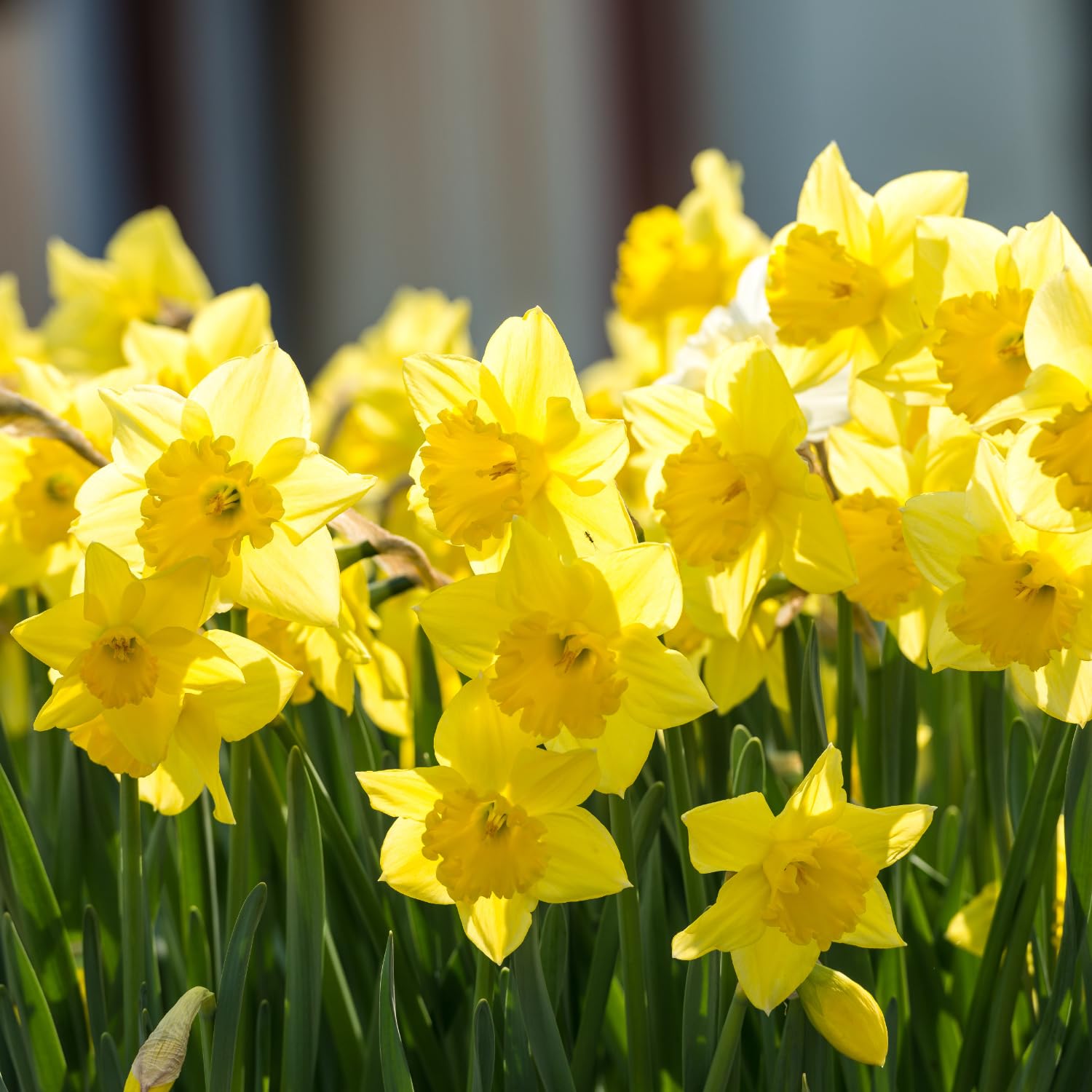 Amazon.com : 25 Daffodil Bulbs,Daffodil Bulbs for Spring to Fall Planting,  Yellow Daffodil Flowering Bulbs, Large Bulbs to Plant Outdoor : Patio, Lawn  & Garden