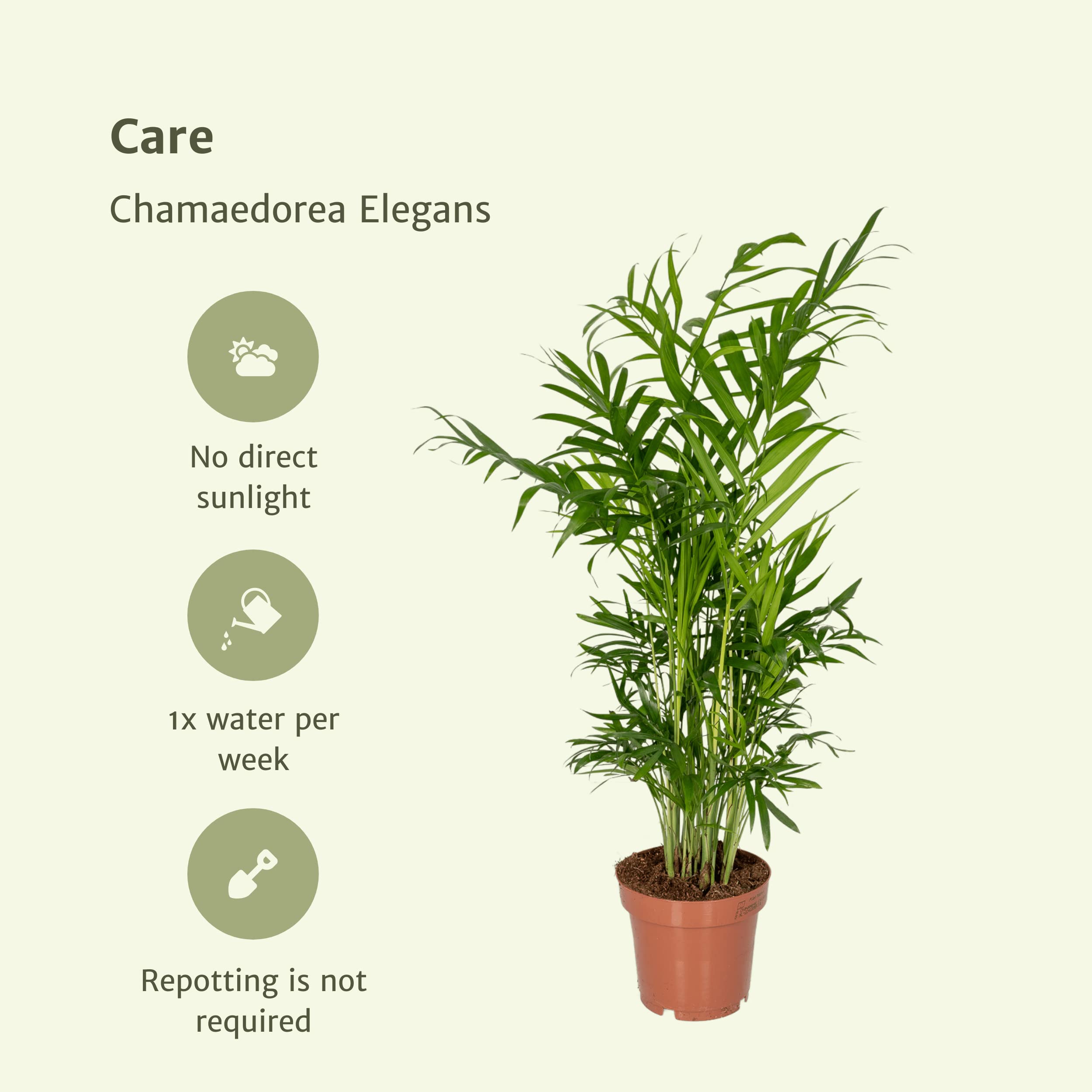 Zimmerpalme - Mexikanische Bergpalme (Chamaedorea elegans) - Hhe: 35 cm -  von Botanicly : Amazon.de: Garten