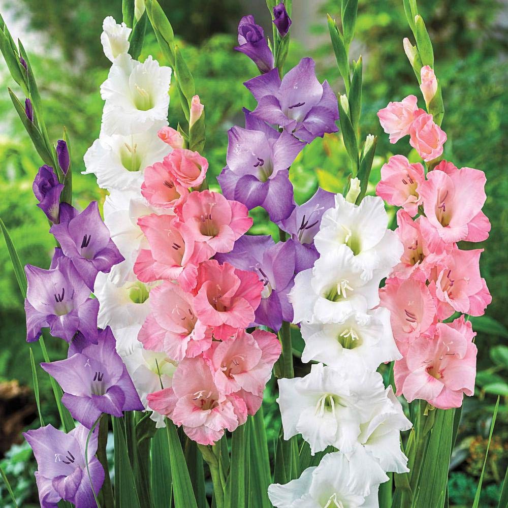Green Gallery Gladiolus Imp. Exotic Beautiful Multi-Mix Fresh Flower Bulbs for Home and Kitchen Gardening Planting (4) (B08HDKNZ9L) Amazon Price History, Amazon Price Tracker