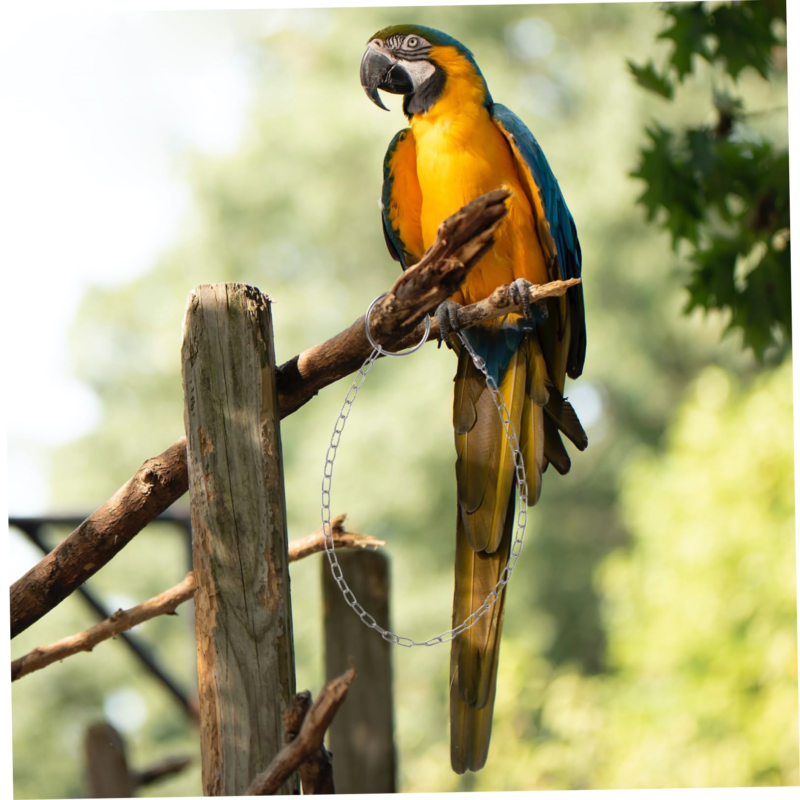 Kisangel Stainless Steel Anklet Large Foot Ring for Parrot Birds Lock Chain Buckle Separated Design Suitable for All Birds