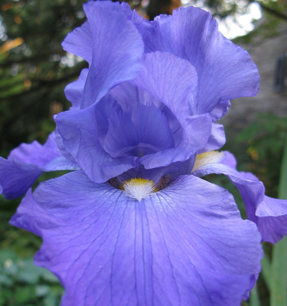 (3) Bearded Iris Assorted Colors Mix, Roots, Bulbs, Plants, Flowering Rhizomes, SeedsBulbsPlants&More
