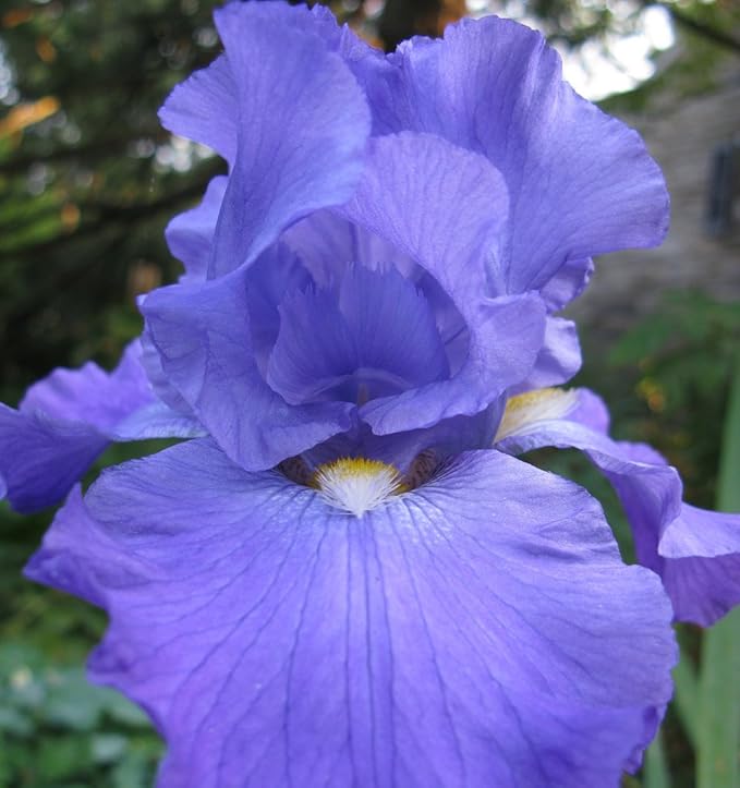 Feedback Reblooming Bearded Iris 1 Per Package Blue