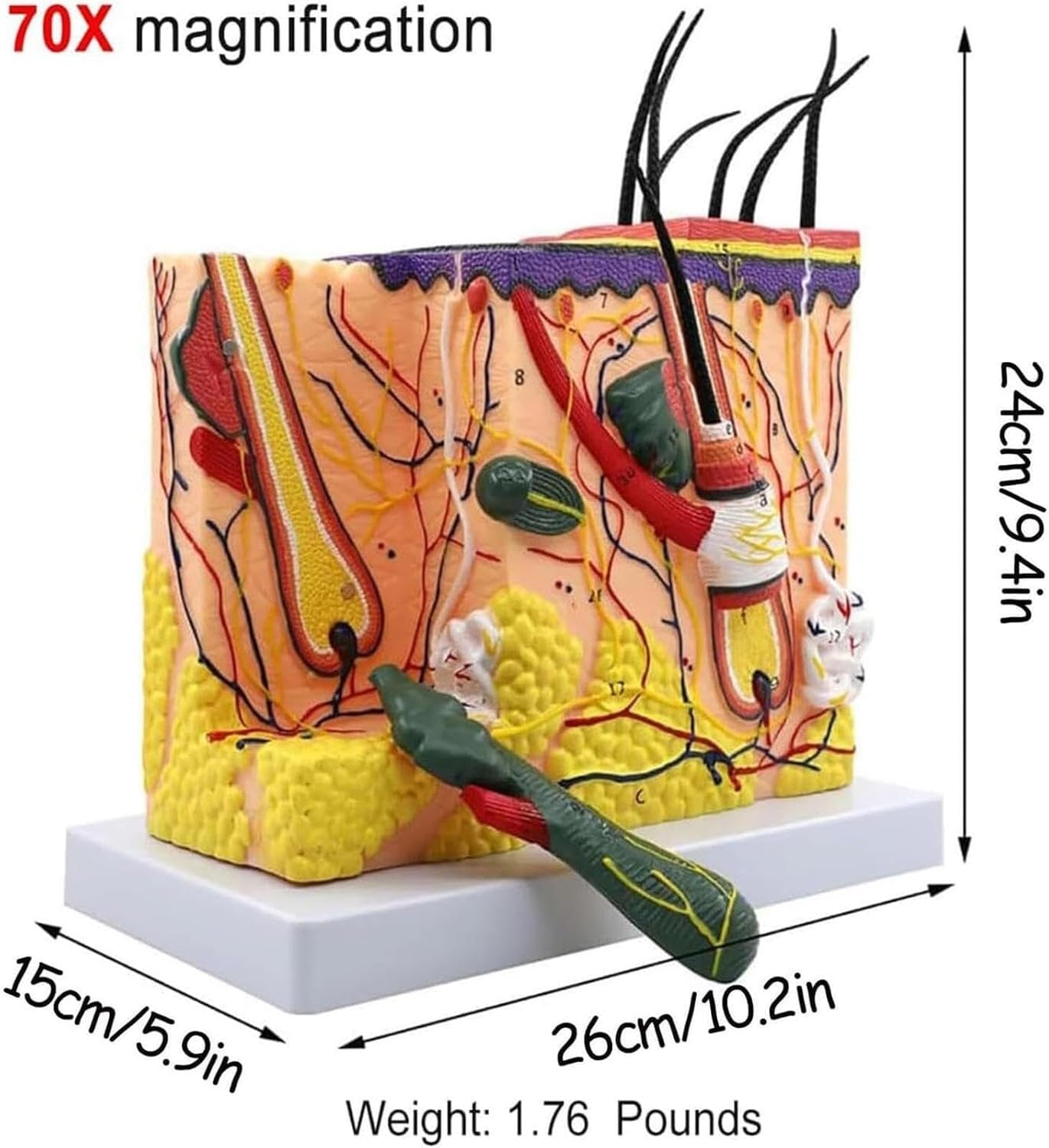 Model anatomiczny skóry, odłączalny mieszek włosowy, powiększony 70x model skóry, model struktury skóry do celów szkoleniowych, model medyczny do celów edukacyjnych.
