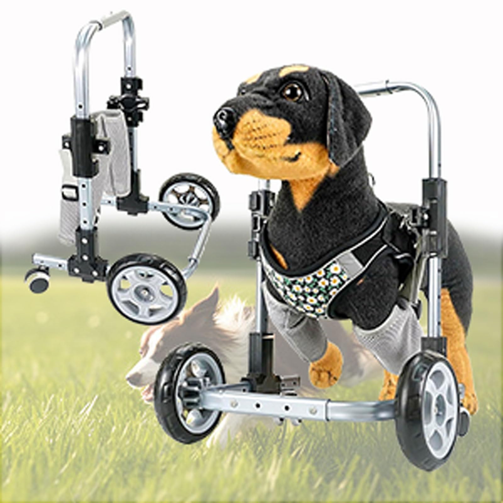 Silla de ruedas para perros: recupera la felicidad de pasear a su lado