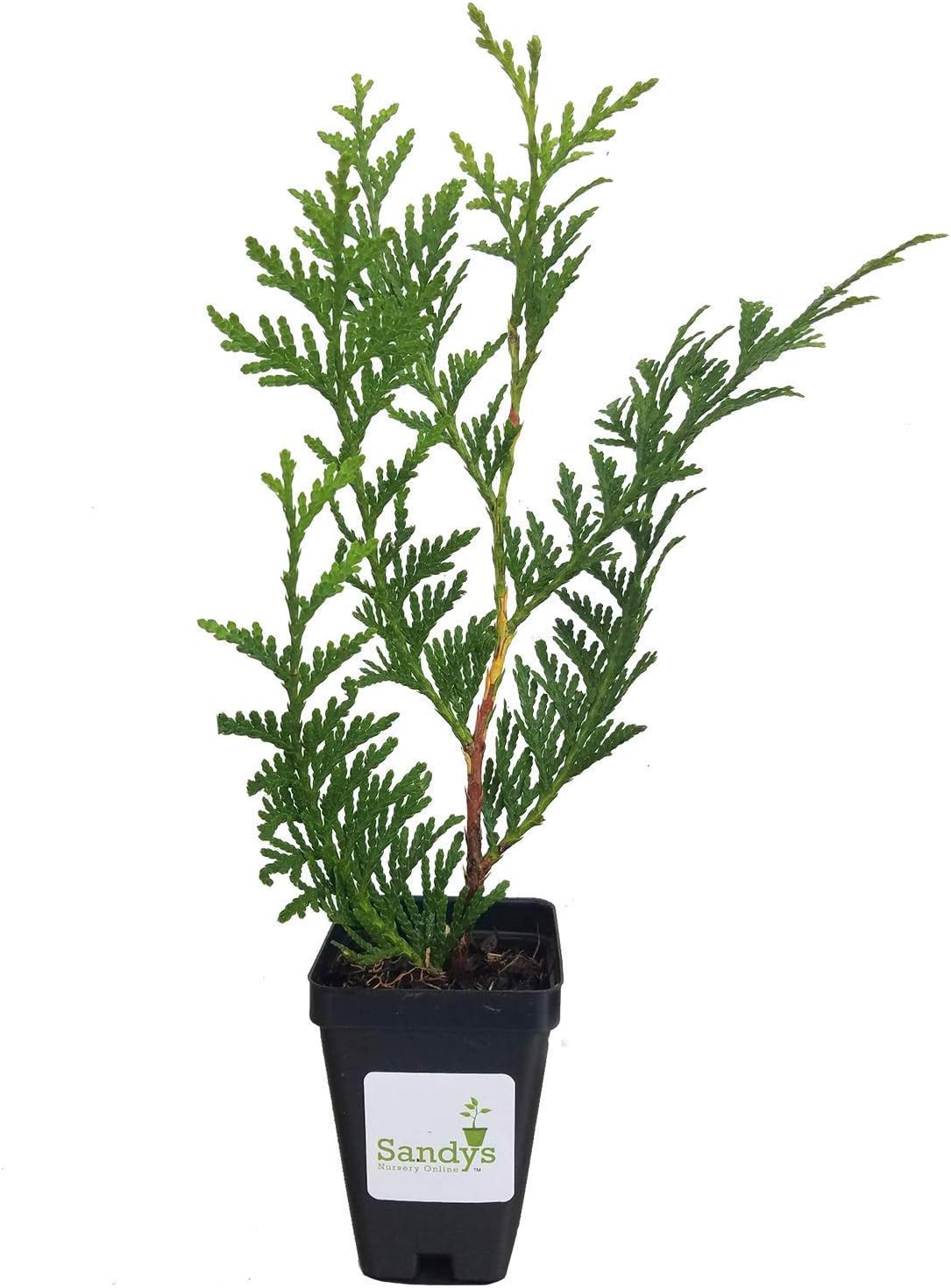 Thuja Green Giant Arborvitae 3 inch, Lot of 5