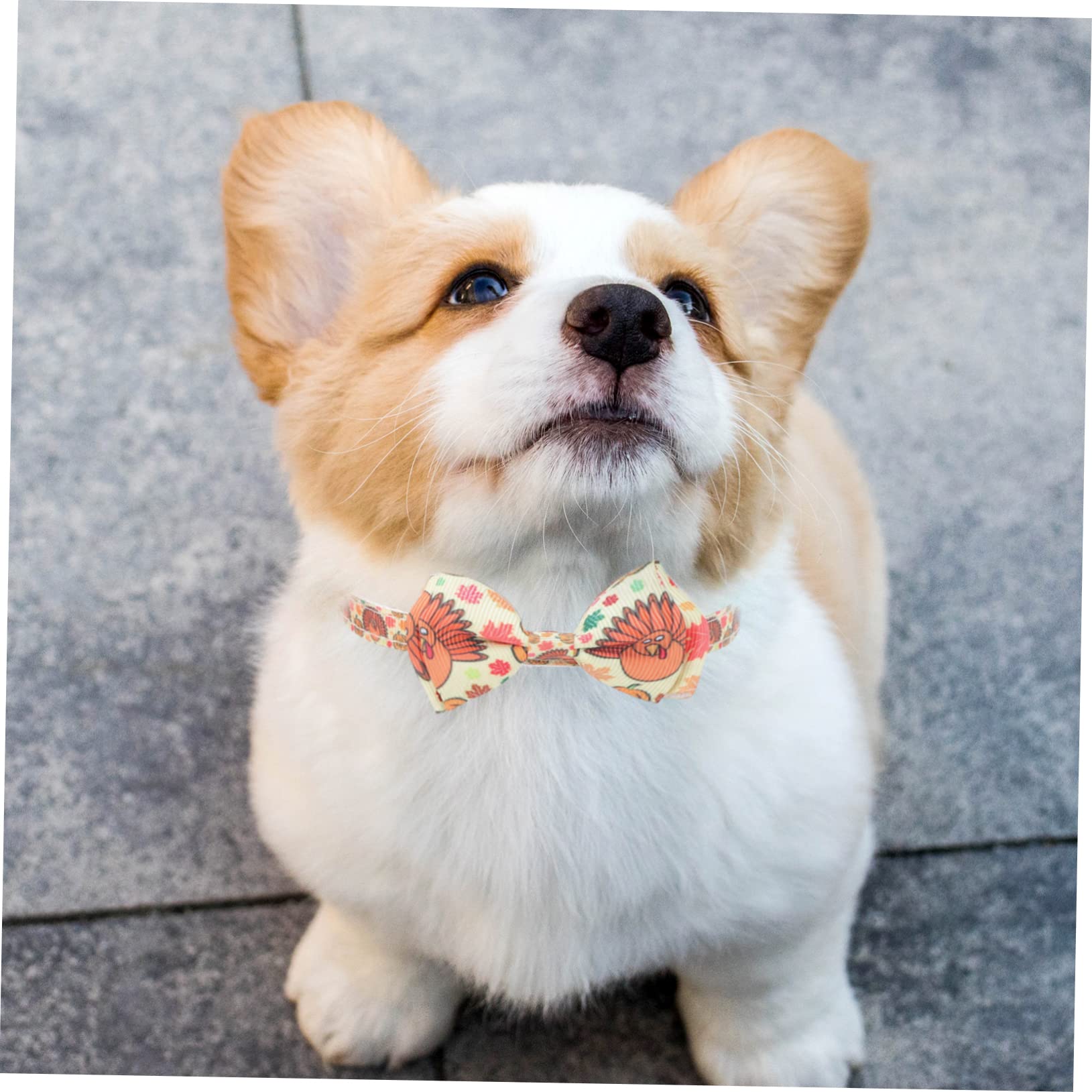 BESPORTBLE 4 Set Di Collari Per Cani E Gatti Per Il Ringraziamento Costumi Per Animali Domestici Collane Accessori Per Animali Domestici Per Feste 32 Cm Vivaci 2 Pezzi * 4