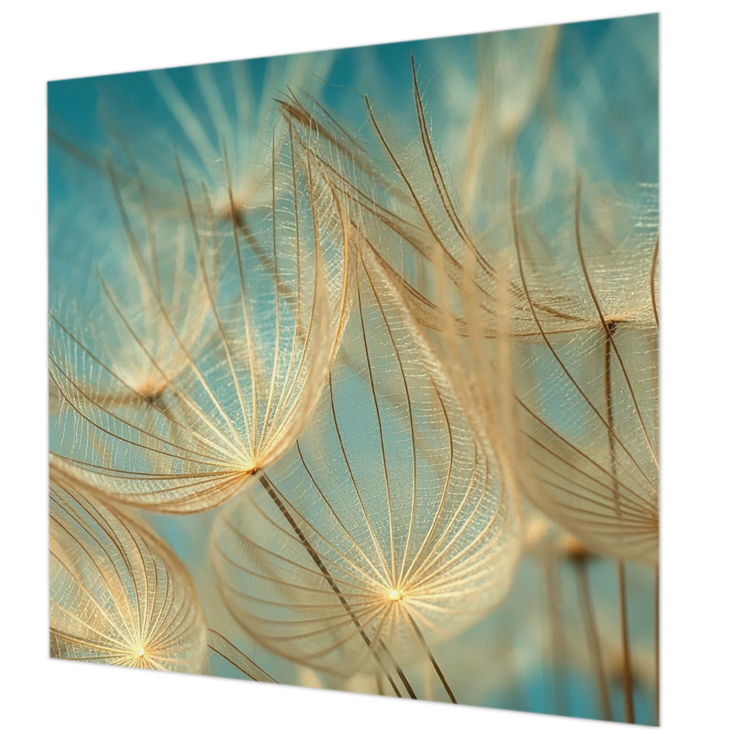 Papier peint intissé 250x250 cm pissenlits éthérés avec colle salon