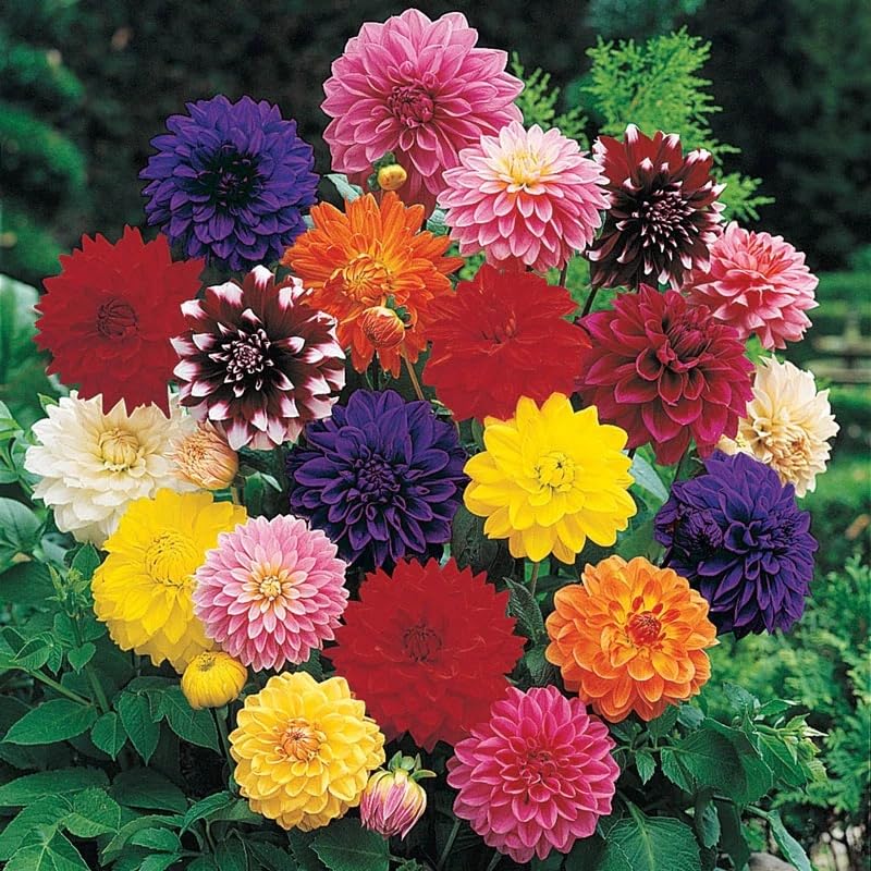 Votaniki Decorative Dahlia Mixture Bulbs for Planting - Mixture of Various Dahlia (3 Pack)...
