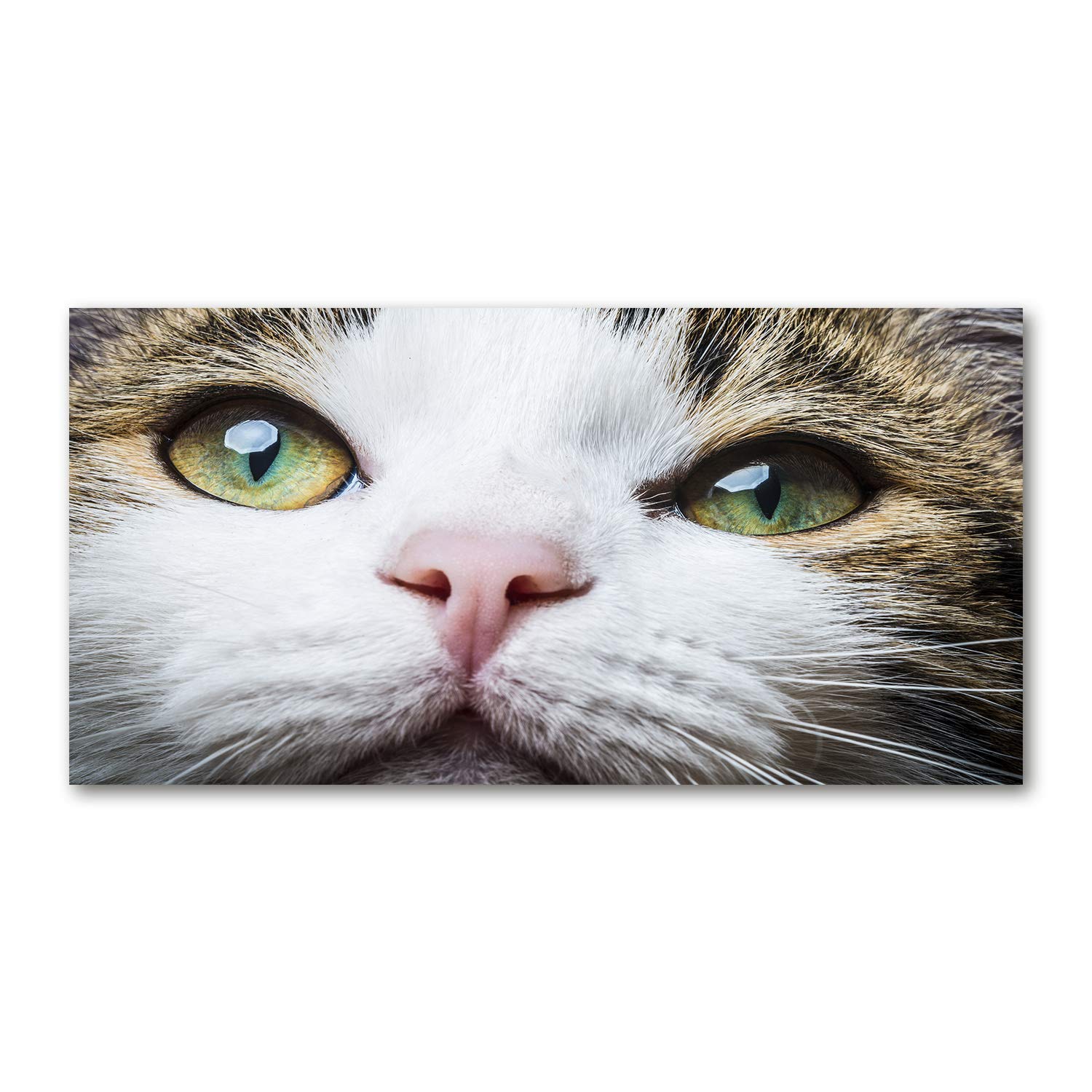 Tableau verre acrylique 140x70cm avec impression animaux chat