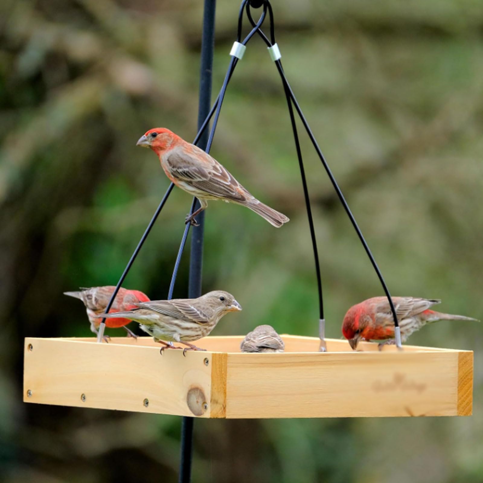Comedero para pájaros de Madera Simple, Gran Capacidad, Bandeja de alimentación Colgante para Exteriores, decoración de jardín