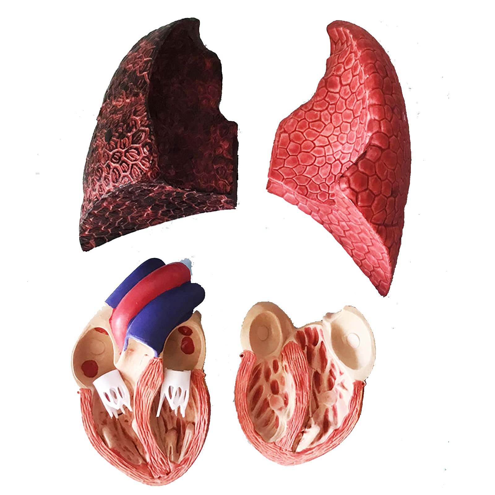 Modelos anatómicos, Modelo de laringe, corazón y pulmón, sistema respiratorio humano, modelos médicos garganta, modelo PVC, apoyo educativo