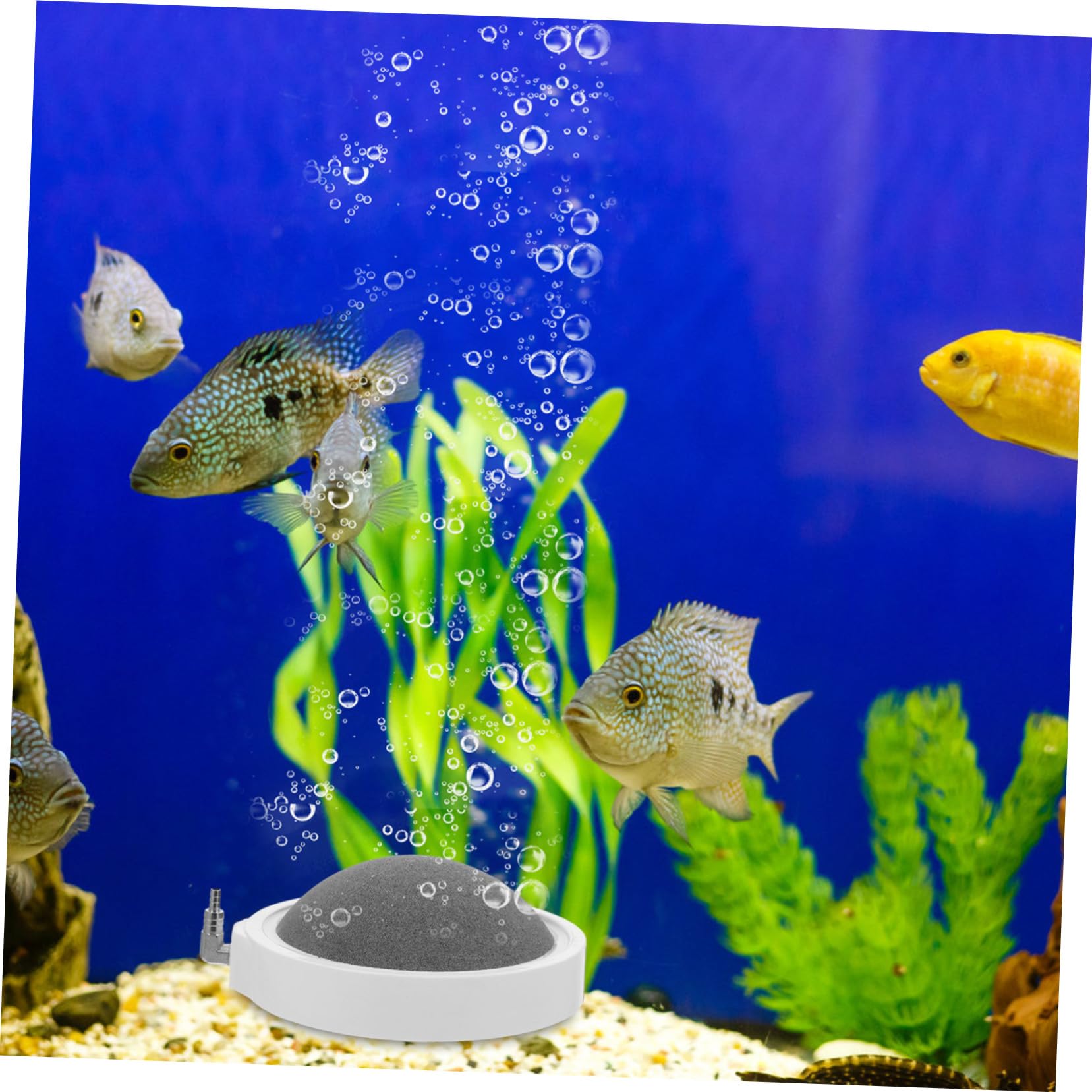 2piezas Disco De Aire para Acuario Piedra Difusora De Burbujas De Piedra De Oxigenación para Acuarios y Tanques De Peces Adecuado para Uso Diario
