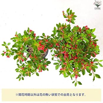 雰囲気抜群 傘が掛かるような ドウダンツツジ 481 樹高1.2m位 灯台躑躅 楽天市場】【現品】山採り【大型ドウダンツツジ】灯台躑躅 株