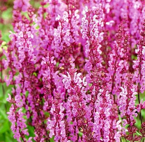 Salvia Nemerosa 'Rose Queen' 30 Seeds, Salvvia, Wood Sage - Blooms 13 Weeks from Sowing