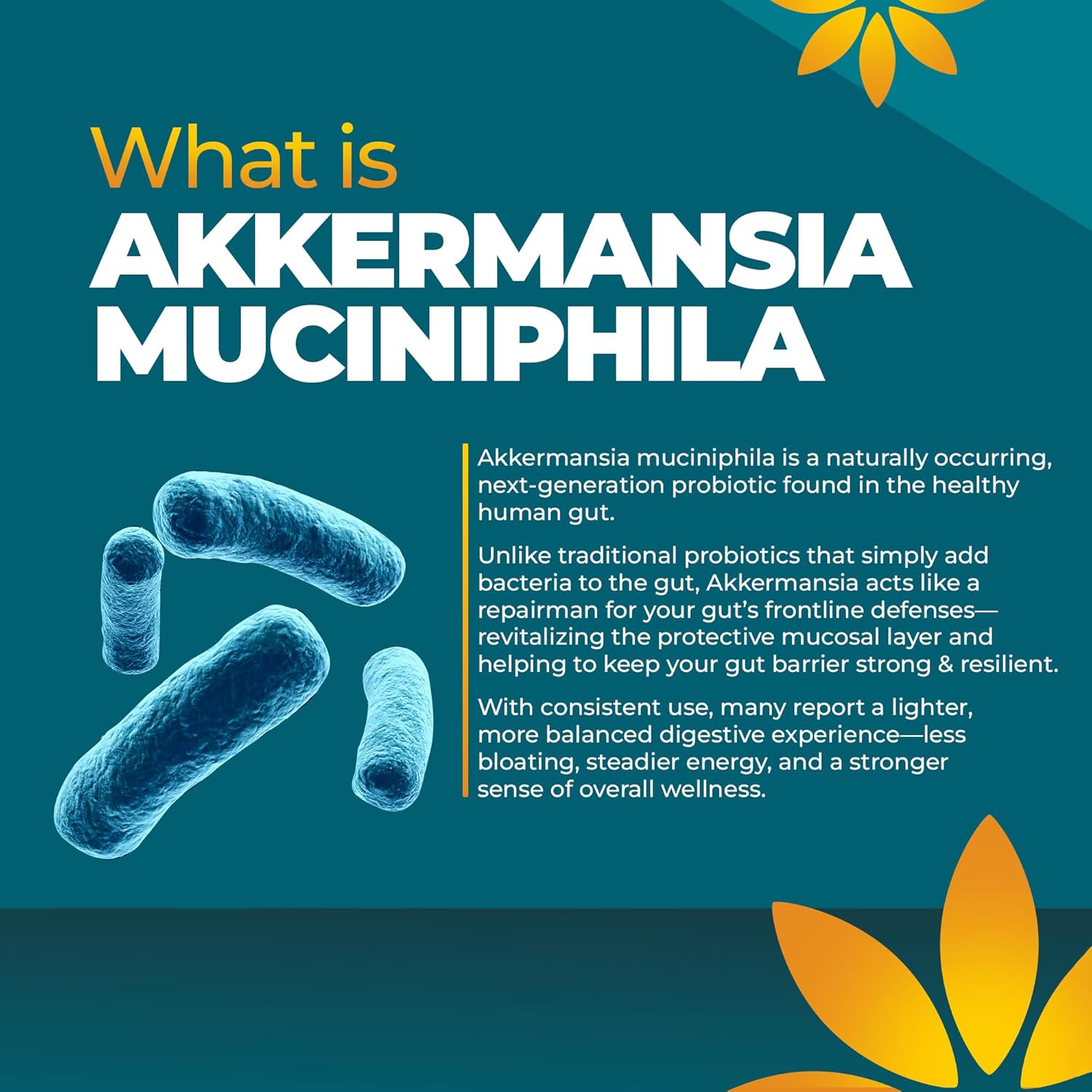 Akkermansia Probiotic Supplement - Promotes Digestive Comfort, Gut Lining & Microbiome Support - GLP-1 & Metabolic Wellness - Active Strain, 1 Billion AFUs - 30 Capsules