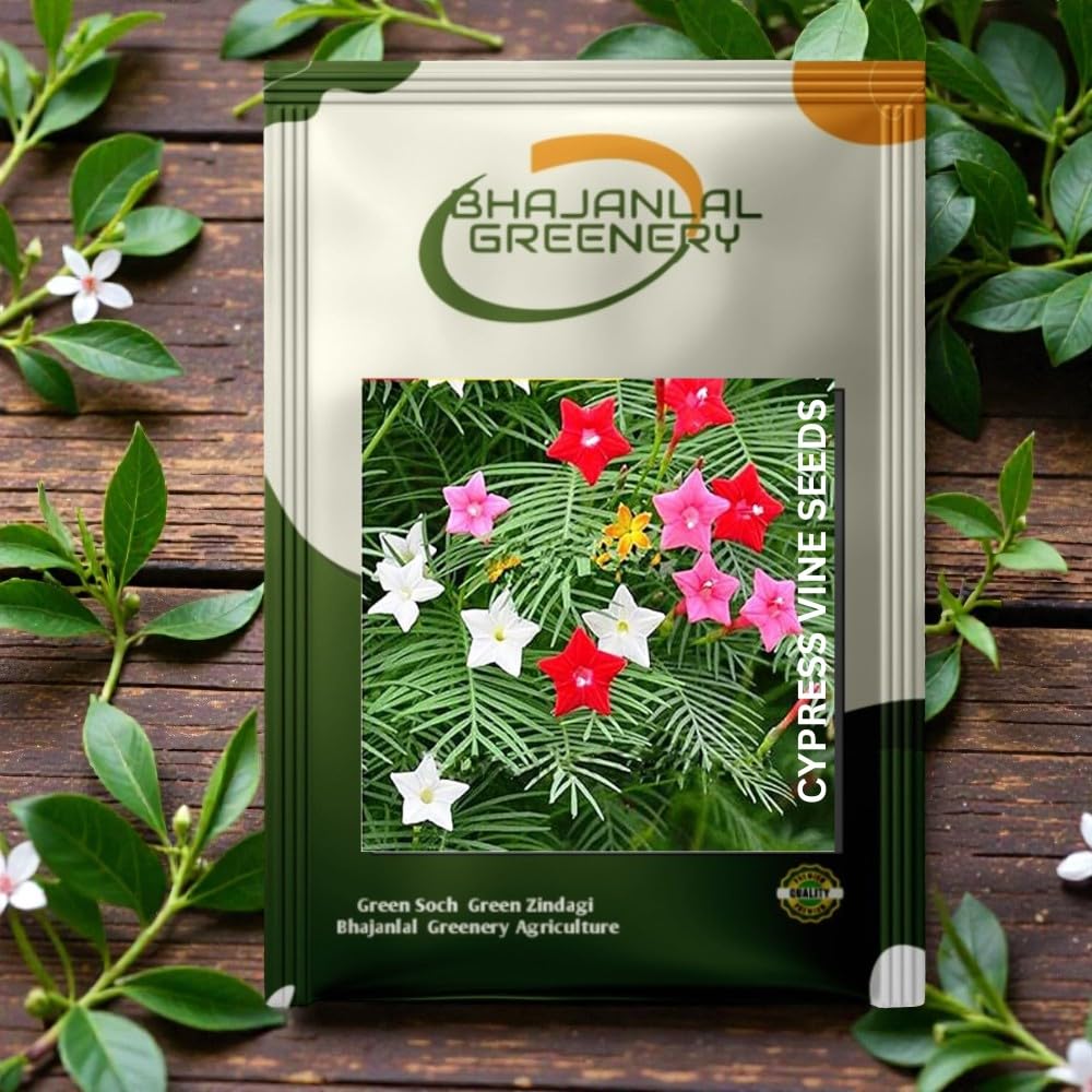 Bhajanlal Greenery Garden Care : Cypress Vine Seeds Grown Creeper Plant Upto 20 Feet Pack Of 50 Seeds-image-23