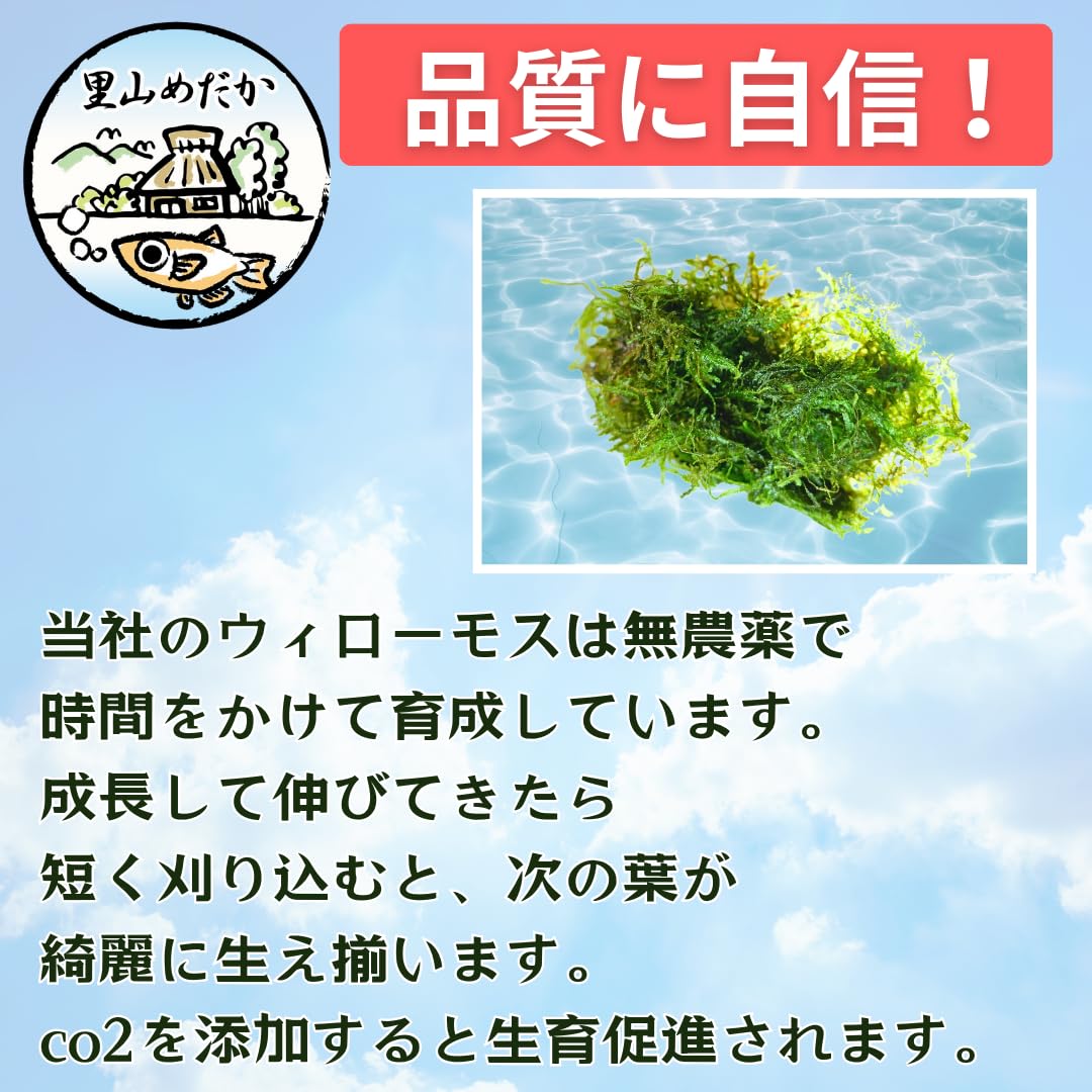無農薬 ウイローモス 30g+α 【公式通販】