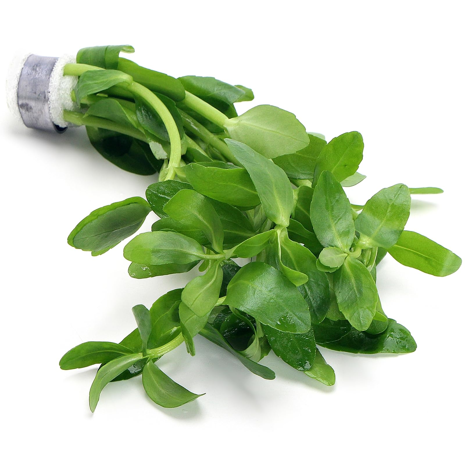 Bacopa Madagascariensis 1 Bunch Live Aquarium Plant Sturdy Green Stem Plant Easy Care Low to Moderate Light Midground Background Freshwater Tropical Tank Aquascaping