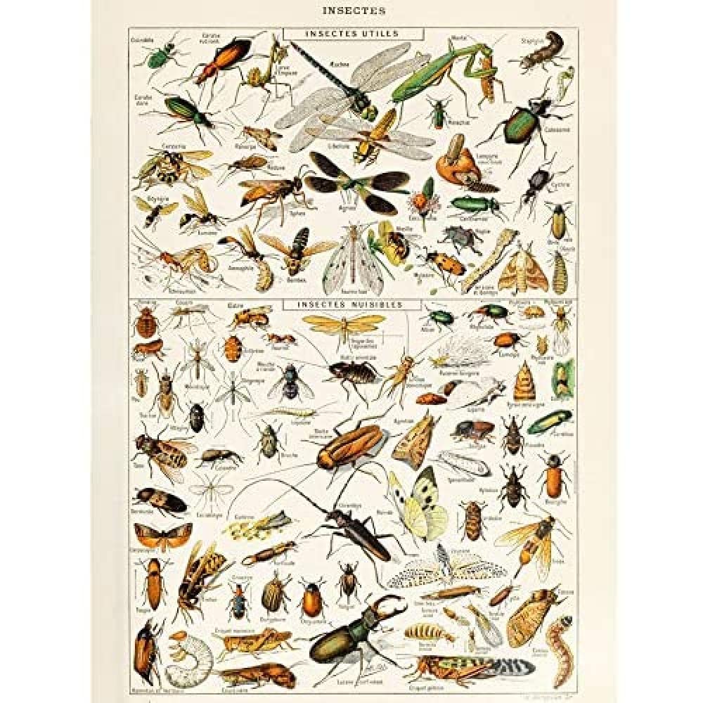 Artery8 Millot Encyclopedia Page Insects Dragonfly Unframed Wall Art Print Poster Home Decor Premium
