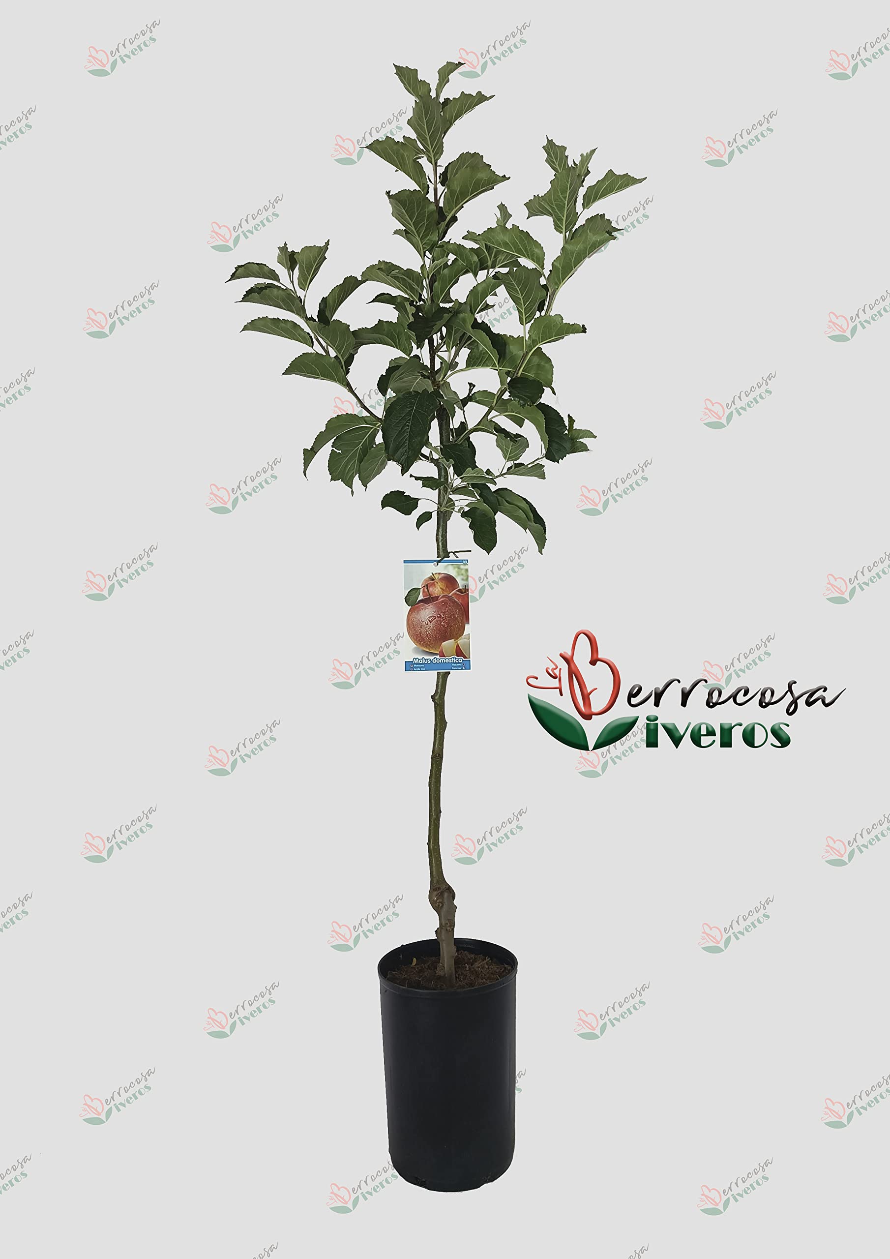 Manzano Pink Lady® Maceta de 6 litros con altura aprox. de 1,30 metros.