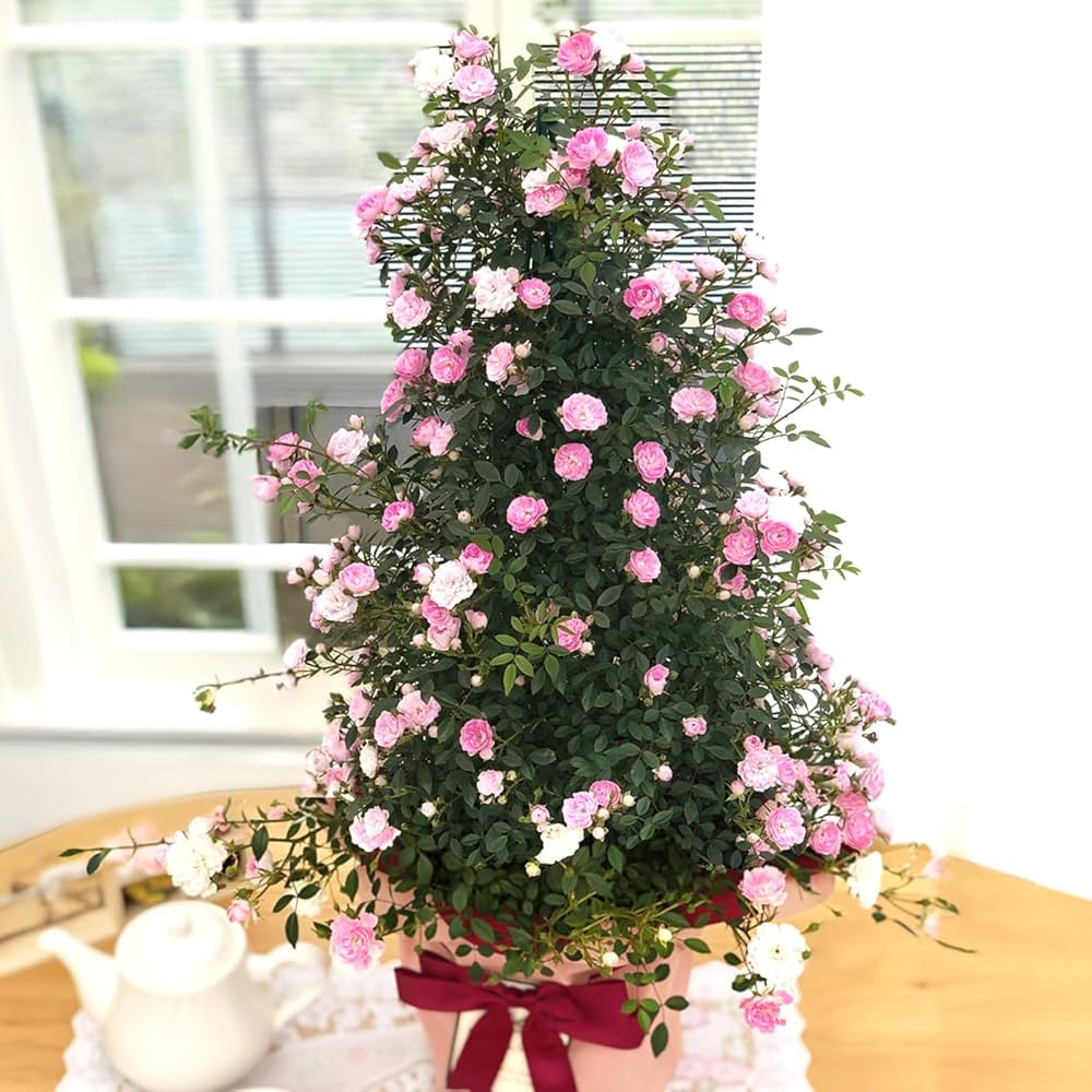 Amazon.co.jp: 母の日 プレゼント バラ 舞姫 タワー 6号鉢 母の日