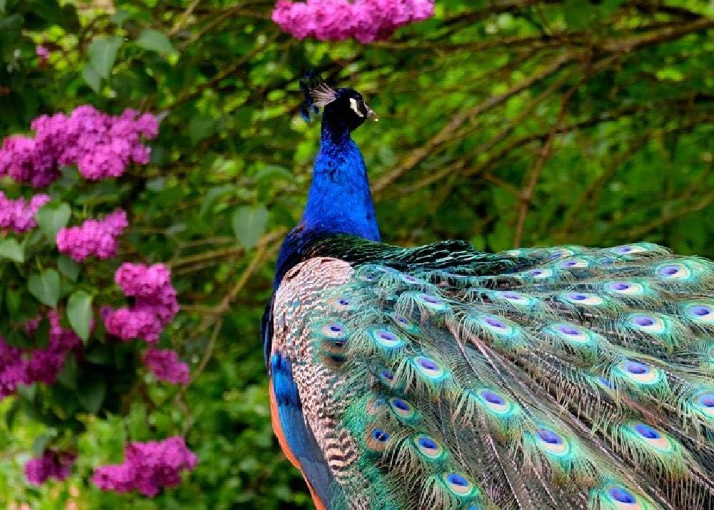 Peacock 1000 Piece Puzzle Animal Landscape Food Puzzle