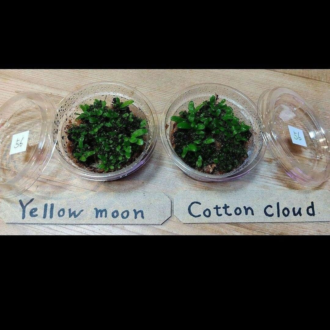 ビカクシダ yellow moon × cotton cloud　mix P. willinckii 'Yellow Moon' dwarf (Selected) Sooo white