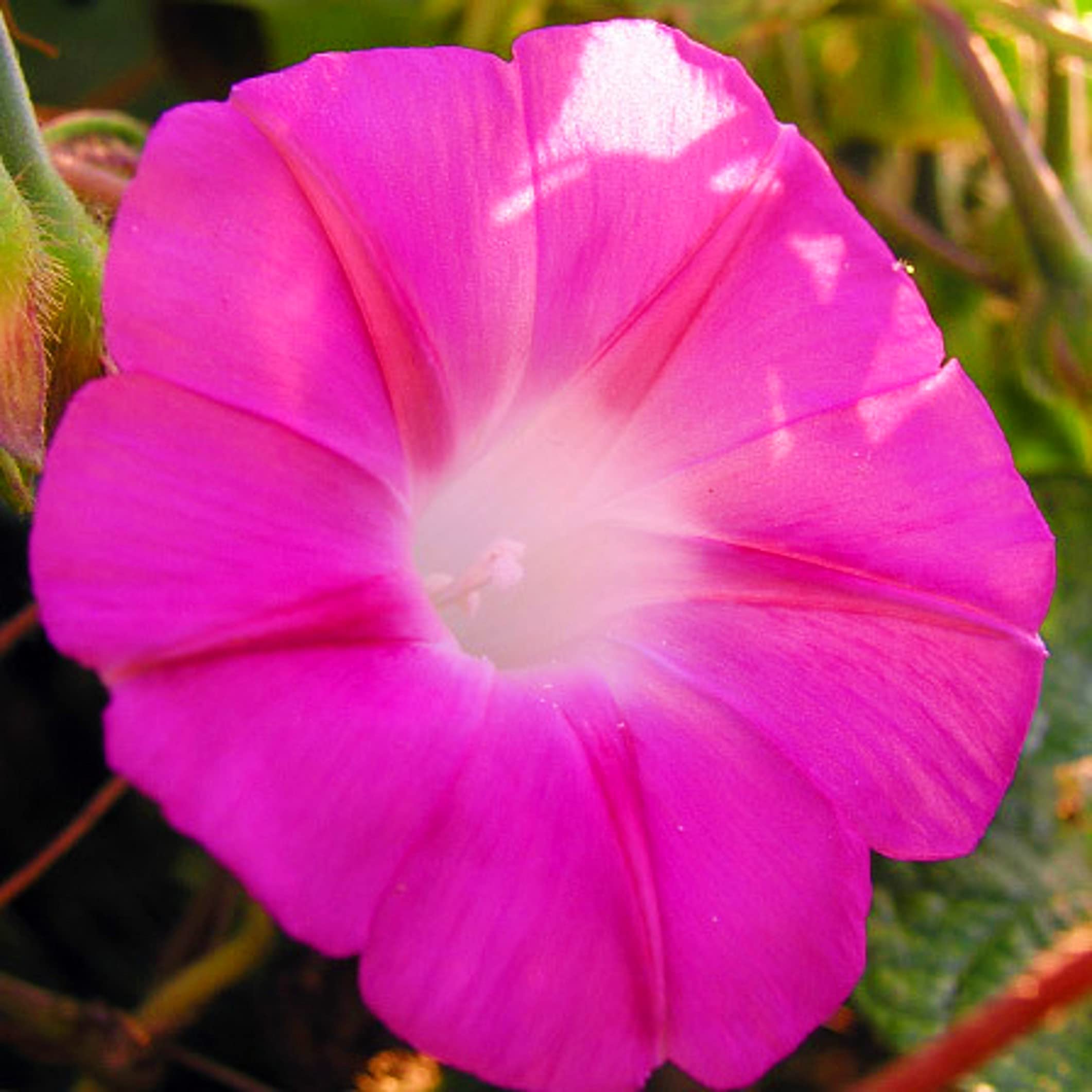 Morning Glory Flower Seeds - Vibrant Colors, Easy Grow -2 Morning Glory Flower Seeds - Vibrant Colors, Easy Grow -2