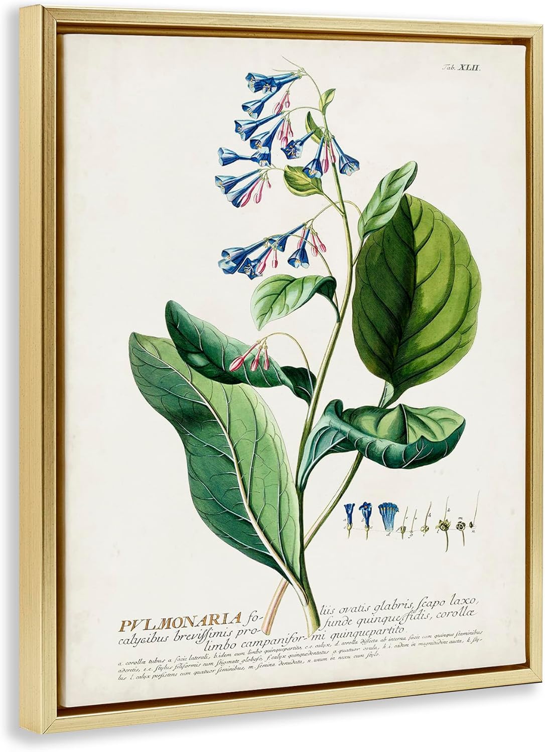 Stupell Industries Botanical Plant Illustration Blue Flowers Vintage Design, Design by World Art Group, Gold Floater Framed, 16 x 20