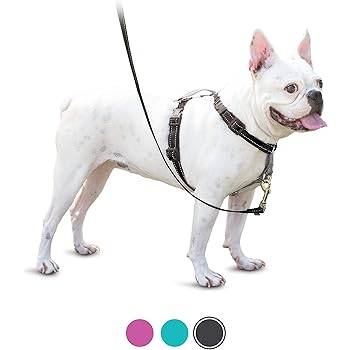 harness for 3 pound dog