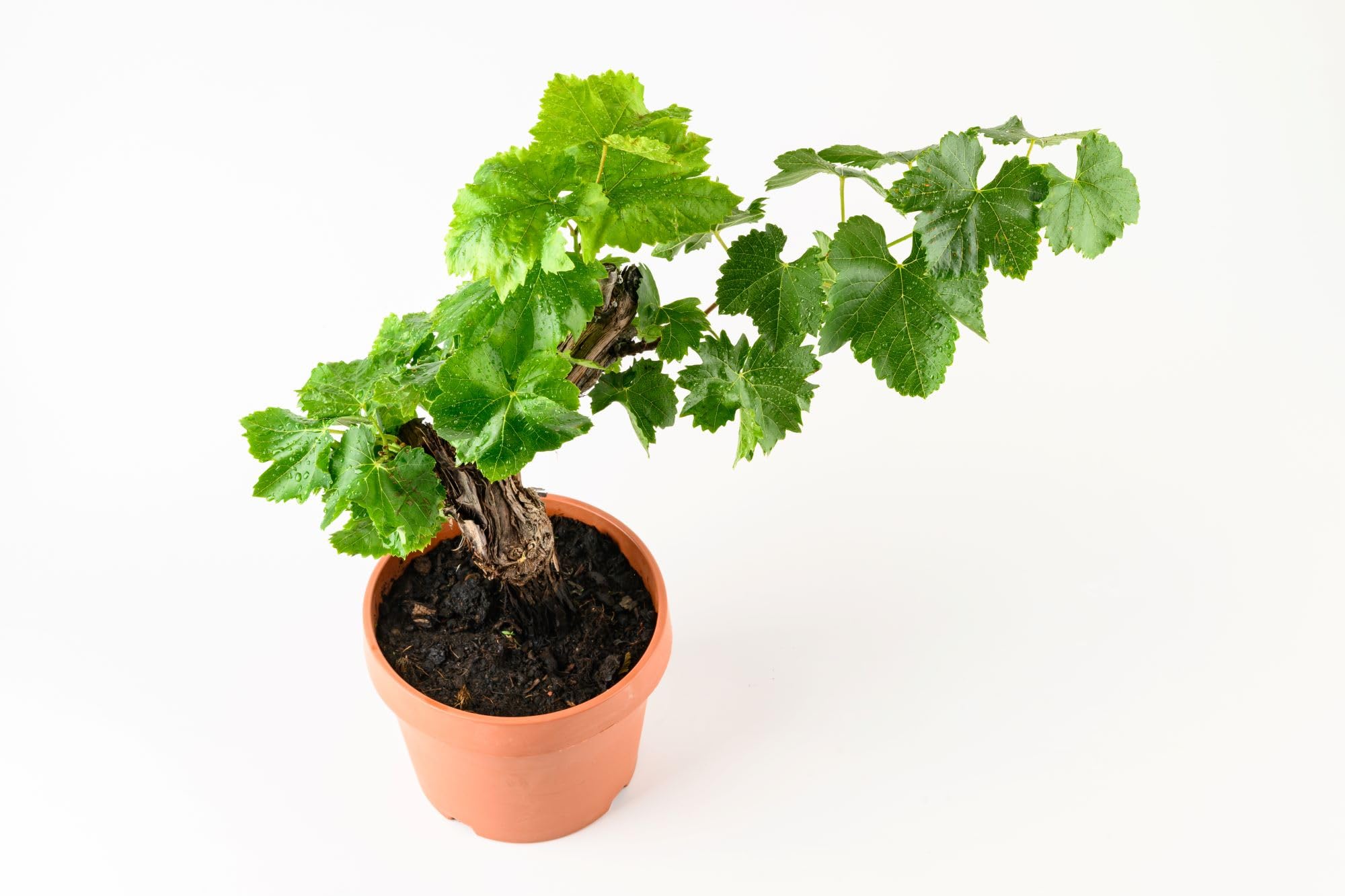 Wijnstok Vitis Vinifera Gestokt 40-60 Pot | Heijnen Planten