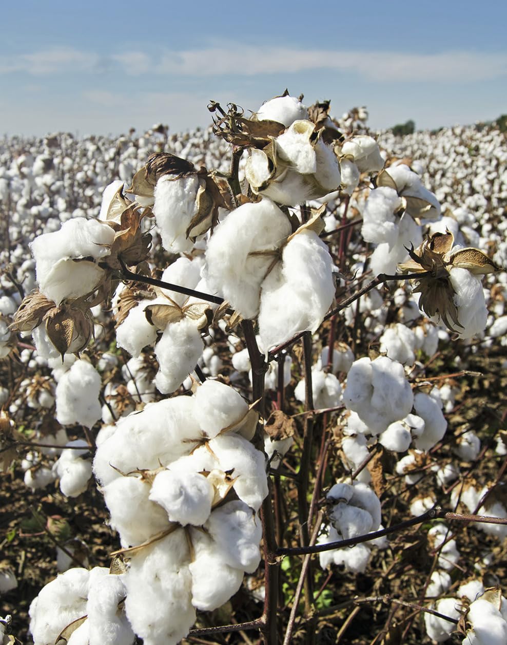Kapas cotton seeds,100% germination (180 seeds) (B0CCRNTN6F) Amazon Price History, Amazon Price Tracker