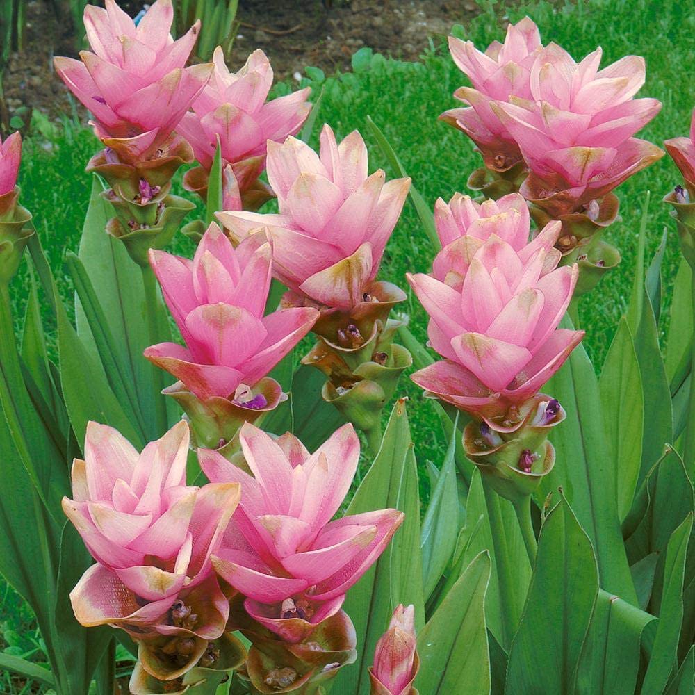 Green Gallery Curcuma Light Pink Beautiful Imp. Fresh Flower Bulbs for Home Terrace and Kitchen Indoor Outdoor Gardening Planting (Light Pink, 10) (B08TV3VCB7) Amazon Price History, Amazon Price Tracker