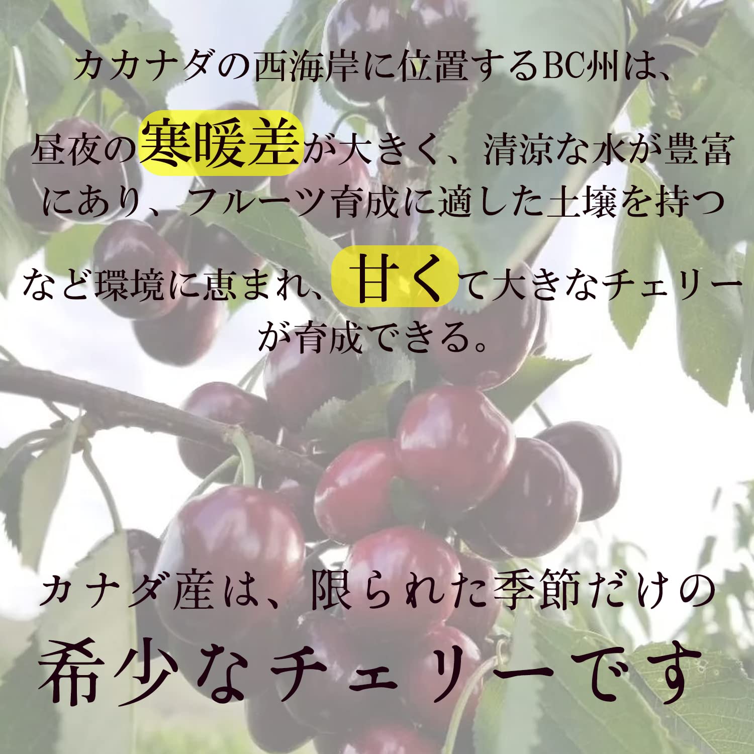 Amazon.co.jp: 超大粒果物 カナダ産チェーリさくらんぼ サクランボ 