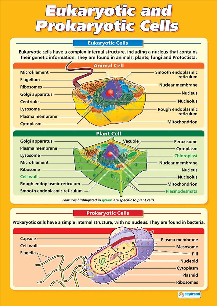 Eukaryotic and Prokaryotic Cells Science Poster - Gloss Paper - EXTRA LARGE 33” x 23.5" - STEM Middle & High School Classroom Decoration - Wall Charts
