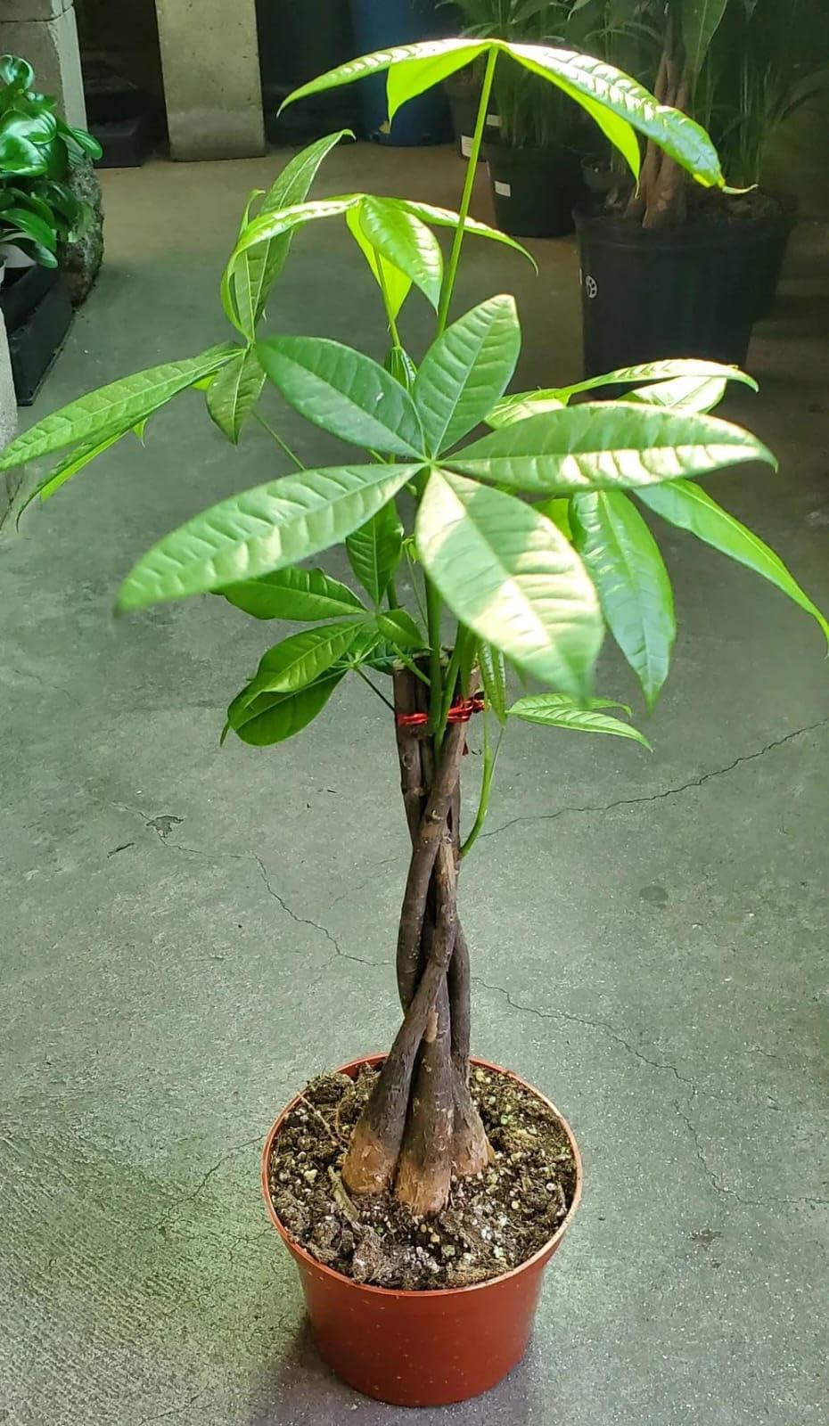 Money Tree (Pachira Aquatica) | Braided Trunk Indoor Live Plant for Good Luck & Prosperity | Feng Shui Positive Energy Home & Office Decor (Pack of 1 live plant)-image-42
