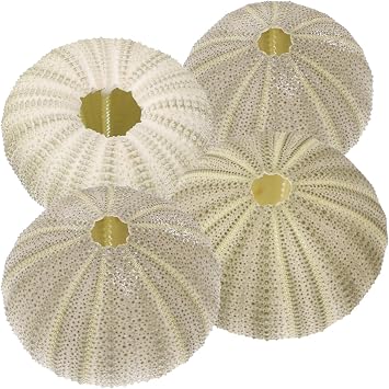 Beavorty 4Pcs sea Urchin Shells for Craft air Plant Tillandsia planters air Fern Display Container Natural sea Shell Purple sea Urchin Shells Nautical Beach Miniature Tree Planter Seaside