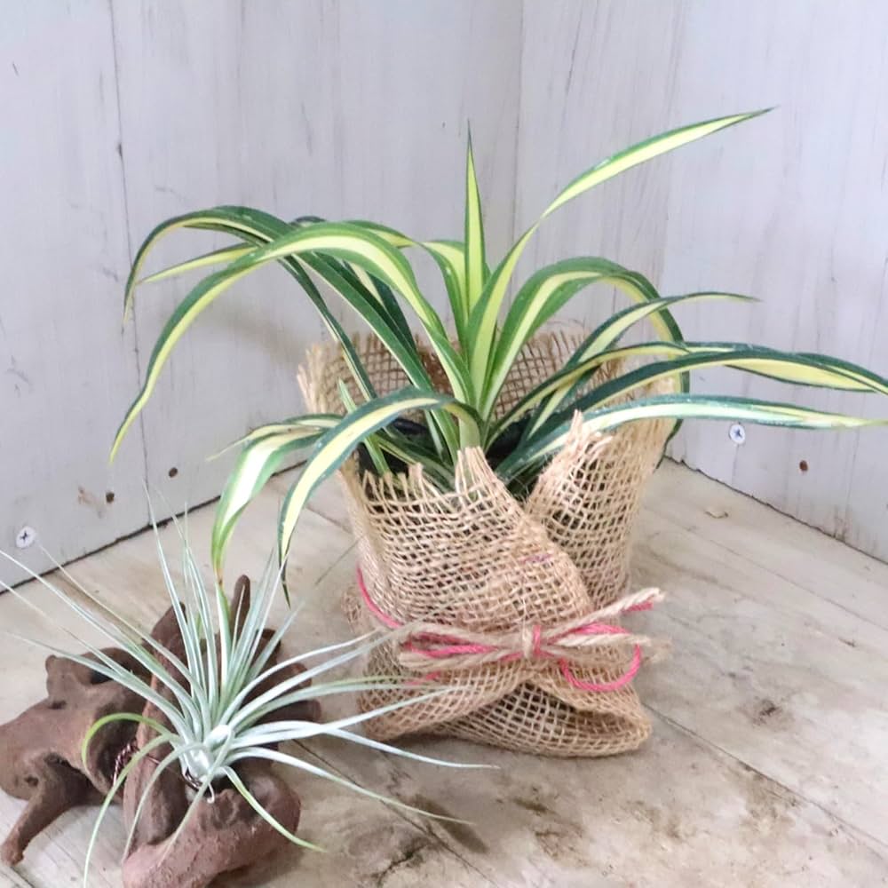 ユッカ【6株】 フィラメントーサカラーガード Amazon.co.jp: 立派 ユッカ フィラメントーサ カラーガード 観葉