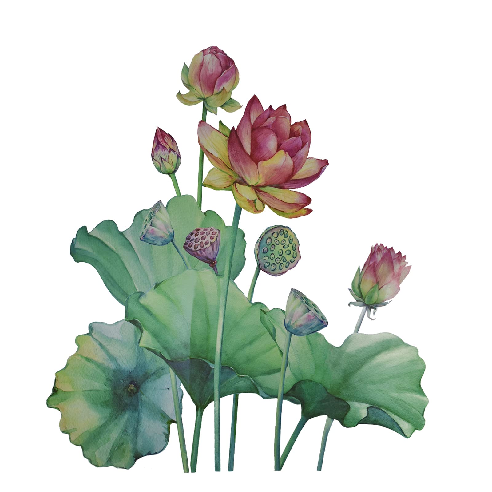 MaydahuiLotus Flowers Wall Sticker Watercolor Floral Wall Decals Peel and Stick Removable Water Lily Wall Sticker Decor for Iving Room Nursery Room Bedroom Office Bathroom