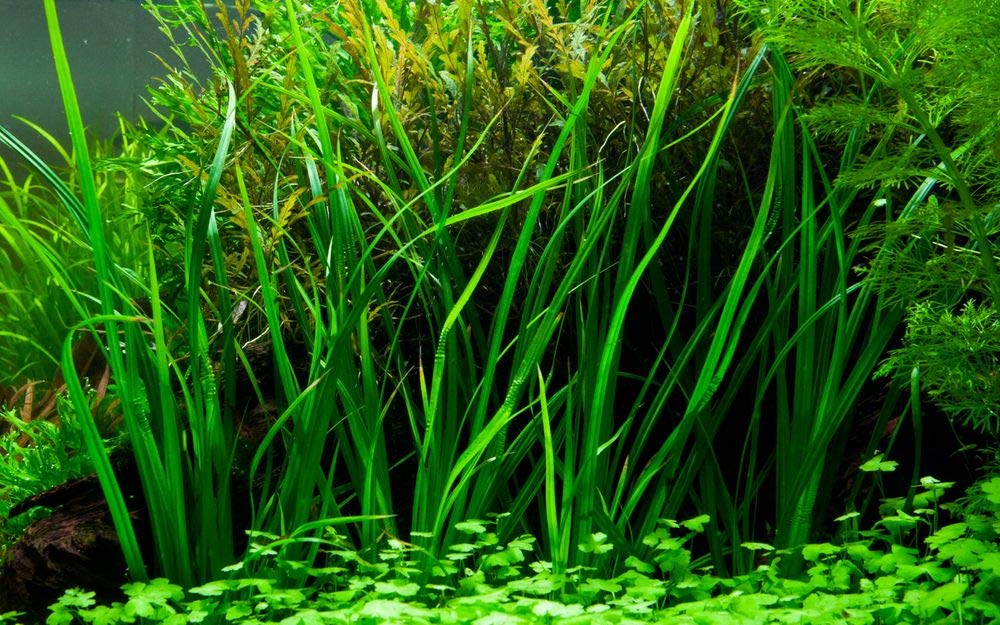 Tropica Einsteiger Maxi Set mit 10 Topf Pflanzen Aquariumpflanzenset Nr.37 Wasserpflanzen Aquarium Aquariumpflanzen