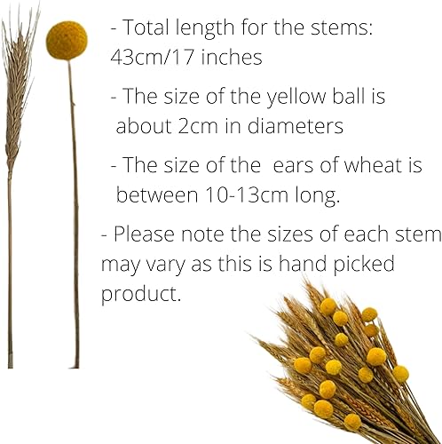 Miniatura 6 de 100 piezas de decoración de hierba de trigo seco y 15 tallos de bolas amarillas, ramo de flores secas, paquetes de tallos de trigo para decoración,