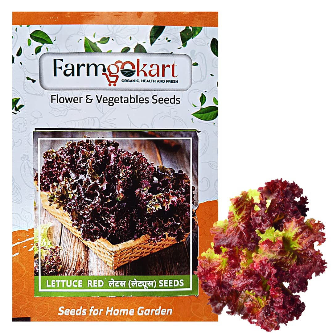 Farmgokart |Pack of 200 Nos | LETTUCE RED SEEDS |Best Suitable For Terrace And Home Gardening |Quality Exotic vegetable Seeds| (B09NKWG5YV) Amazon Price History, Amazon Price Tracker