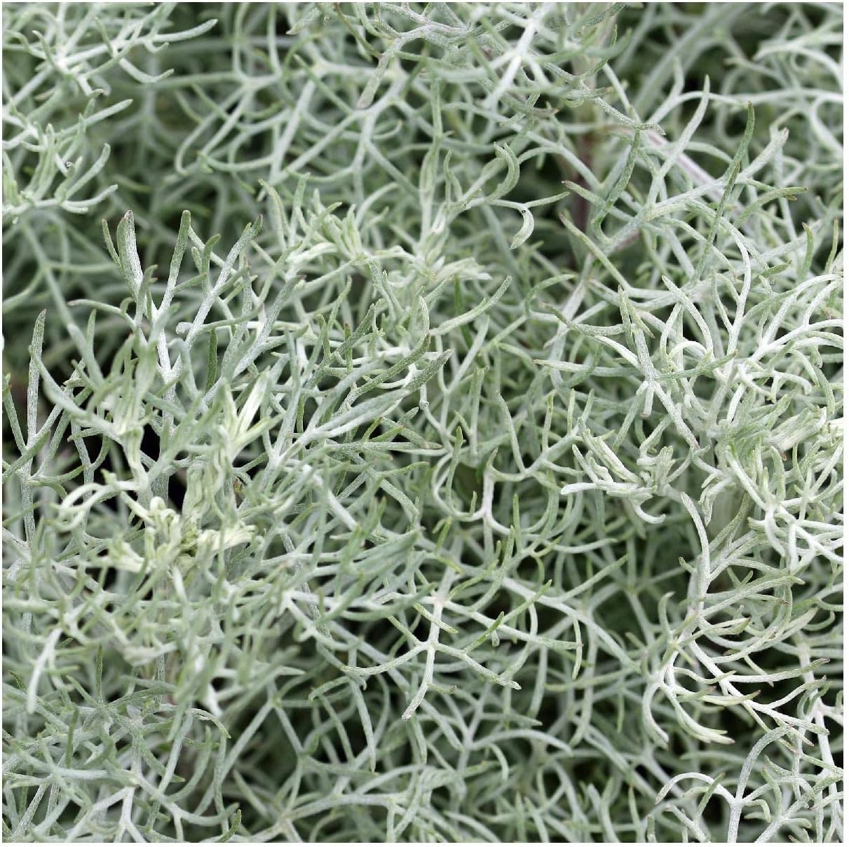 Everwilde Farms - 1/4 Lb Fringed Sage Native Wildflower Seeds - Gold Vault