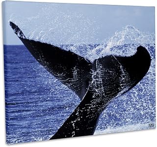 3dRose, Humpback Whale, Megaptera Novaenglie, Silver Banks, Caribbean, Dominican Republic, Museum Grade Canvas Wrap 10x8