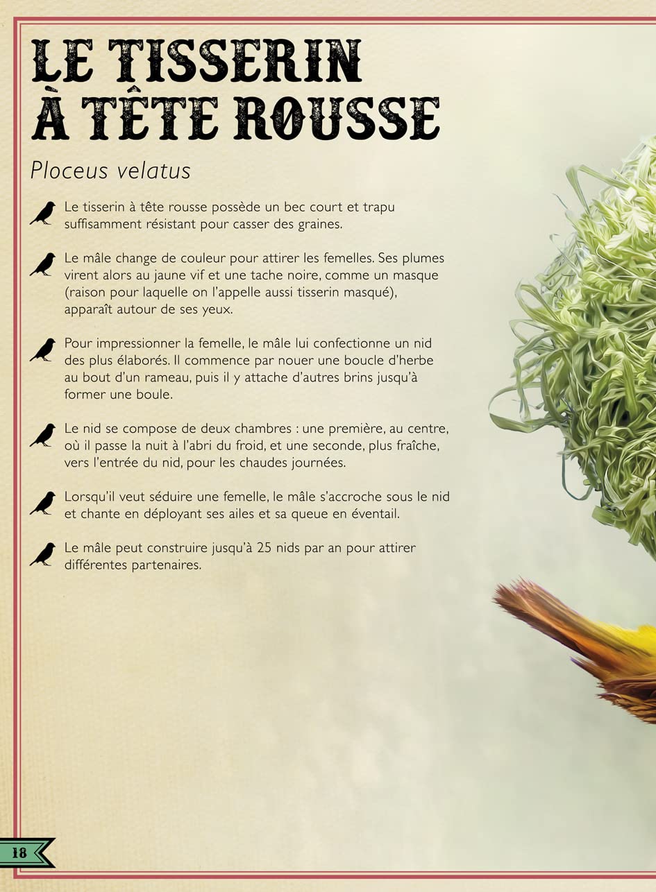 Le Livre extraordinaire des oiseaux spectaculaires