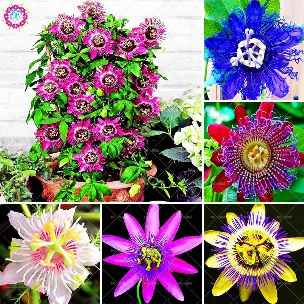 HONIC 8 : 10pcs Bonsai Passion Flower seeds plant Exotic Passion Fruit Seed home garden po