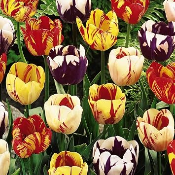 Tulip 'Rembrandt Mix' 8 Bulbs   Flamed Mixed Tulip Cut Flower Bulbs by T&M